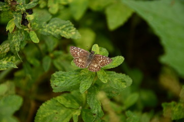 borboleta