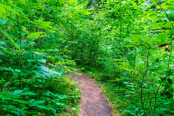 deep green foliage in summer light for backgrounds or textures