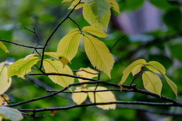 deep green foliage in summer light for backgrounds or textures