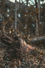 Wood