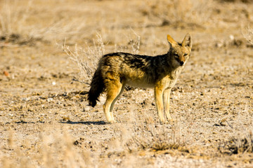 Schabracken Schakal