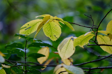deep green foliage in summer light for backgrounds or textures