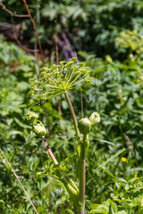 the shiny beetle sits on the umbrella of the hogweed , Altai, Russia