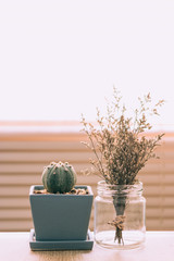 Cactus in ceramic pot and dried flowers in glass bottle near the window