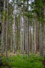 evergreen forest with spruce and pine tree under branches