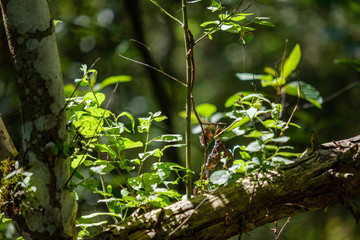 deep green foliage in summer light for backgrounds or textures