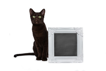 Handsome young adult Havana Brown cat sitting beside a white picture frame filled with writable...