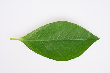 leaves on white background