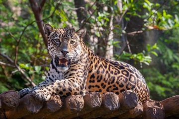 Fototapeta na wymiar Jaguar glaring and snarling..