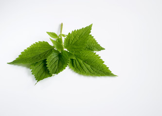 Elsholtzia on white background