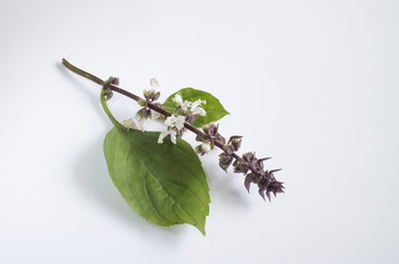 Basil on white background