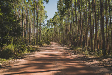 road in forest