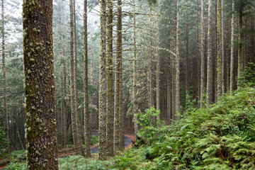 Madeira. High mountain. The road to the relic forest.
