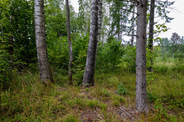 Fototapeta premium beautiful birch tree trunks, branches and leaves in natural environment