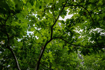 Fototapeta na wymiar deep green foliage in summer light for backgrounds or textures