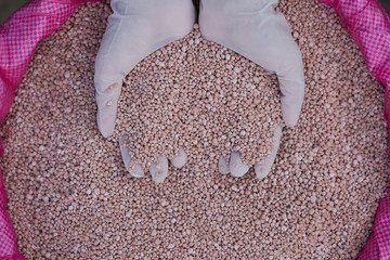 fertilizer in farmer hand. NPK fertilizers are three-component fertilizers providing nitrogen,...