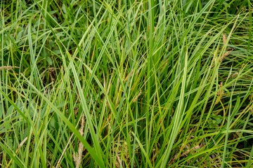 deep green foliage in summer light for backgrounds or textures