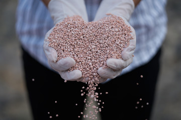 fertilizer in farmer hand. NPK fertilizers are three-component fertilizers providing nitrogen,...