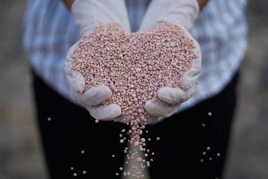 fertilizer in farmer hand. NPK fertilizers are three-component fertilizers providing nitrogen, phosphorus, and potassium
