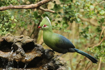 Beautiful green Knysna Turaco drinking at a water feature..