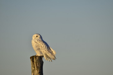 Snowy owl on wooden post