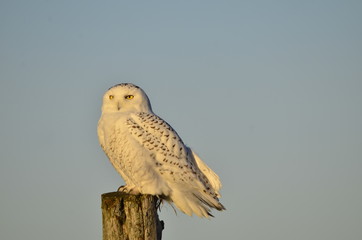 Snowy owl on wooden post