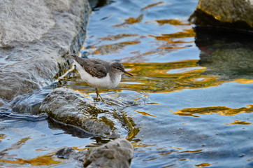 Spotted Sandpiper in wetlands