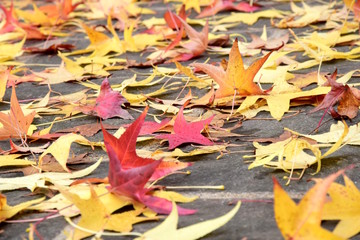 Viele bunte Amberblätter fallen im Herbst vom Baum