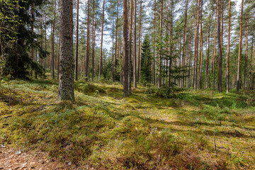 Obraz premium evergreen forest with spruce and pine tree under branches