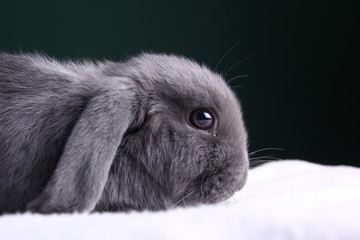 Beautiful little grey rabbit in front of a colored background