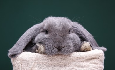 Beautiful little grey rabbit in front of a colored background