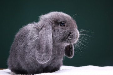 Beautiful little grey rabbit in front of a colored background