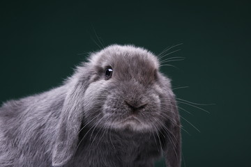 Beautiful little grey rabbit in front of a colored background