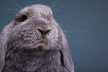 Little grey rabbit in front of a colored background