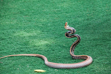 Attacking snake  with open mouth showing fangs 