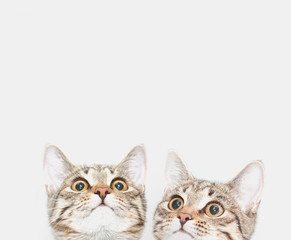 Fototapeta na wymiar Two cute kittens are waiting to be fed. Cat faces looking up