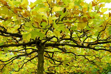 Platane,Herbst,Laubfärbung