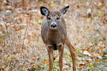 Wid White tailed deer posing in fall meadow