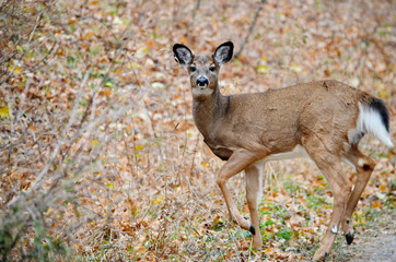 Wid White tailed deer posing in fall meadow
