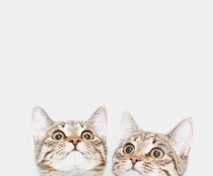 Two cute kittens are waiting to be fed. Cat faces looking up