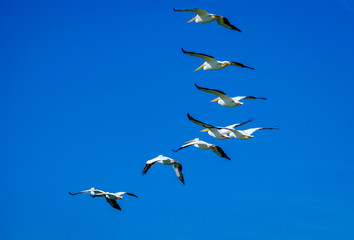 White Pelicans