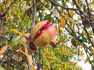 ripe pomegranate fruits on tree in autumn
