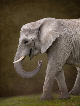 Elephant for digital composites suitable for baby photoshop