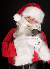 Christmas jack russel