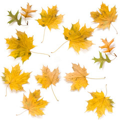 Autumn maple and oak leaves isolated on white background. Fall concept.