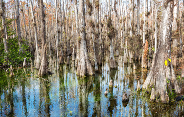 Forest in Everglades