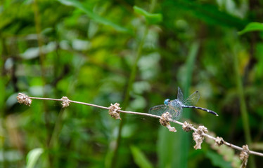 mariposa