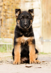 German Shepherd puppy outdoors