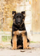 German Shepherd puppy outdoors