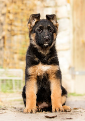 German Shepherd puppy outdoors